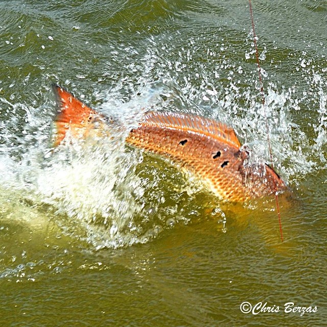 Chris Berzas comes up with one of the coolest redfish shots we’ve seen