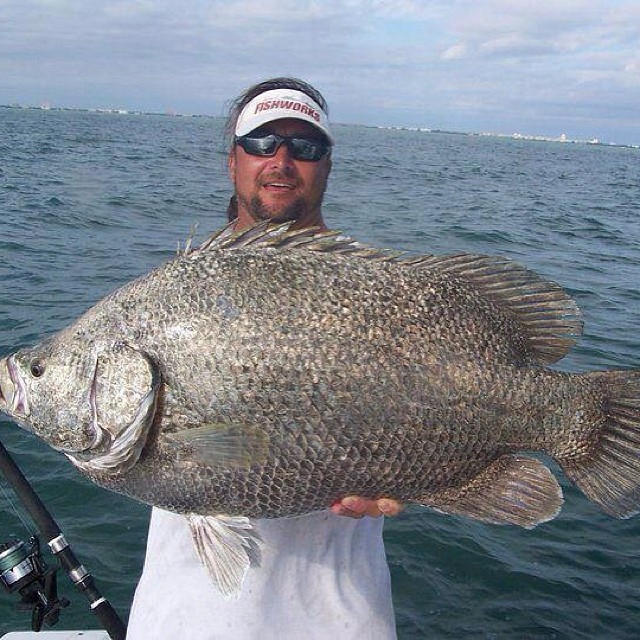 UNREAL tripletail out of Port Canaveral with Captain Scott Lum with Outcast