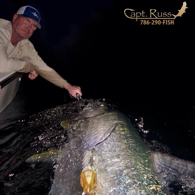 You ready for a BUCKET LIST Tarpon?  Call Capt. Russ: 786-290-3474.