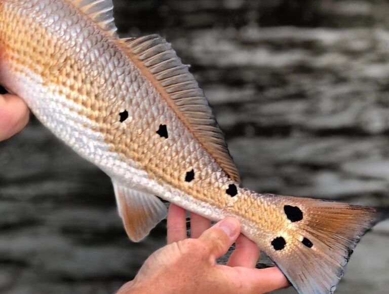 Love those Redfish spots