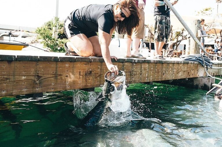 Florida Keys Hungry Tarpon.