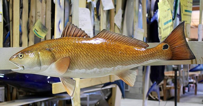 Amazing Redfish Mount