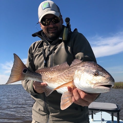 Chunky redfish today, slow moving, and fairly easy to feed.