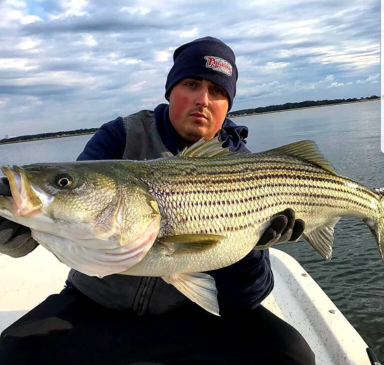 Nice fatty striped bass. Big Belly!