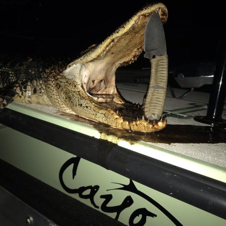 Cayo Skiffs go Gator Hunting.