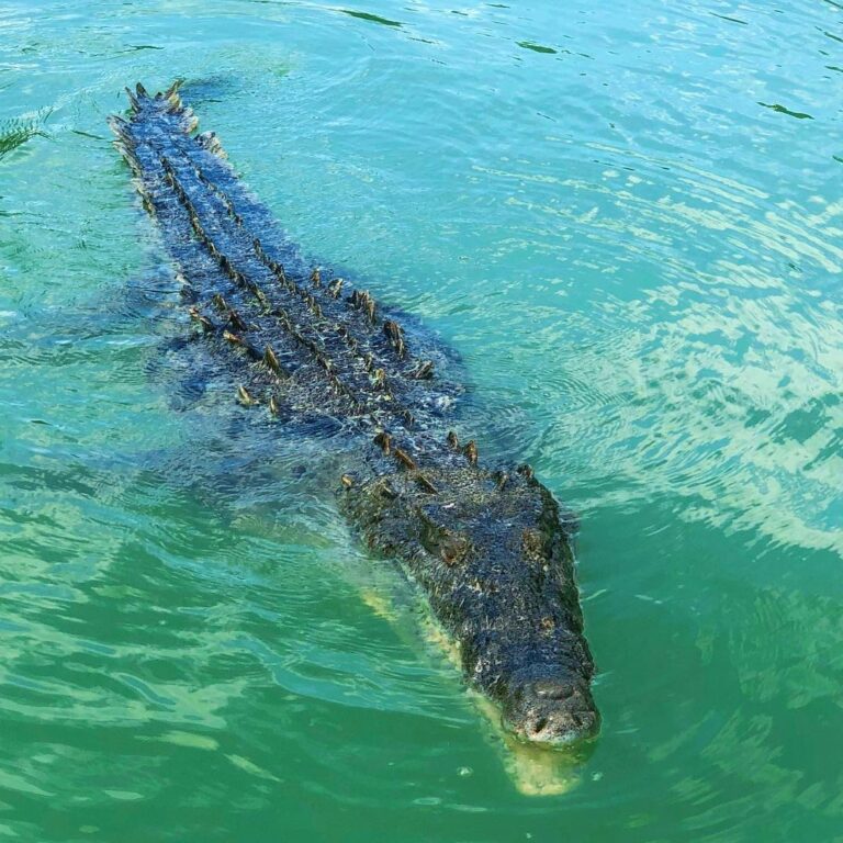 Florida Keys Crocodile. Yes, it’s a real thing.