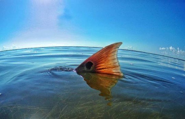 Redfish tails for the win.