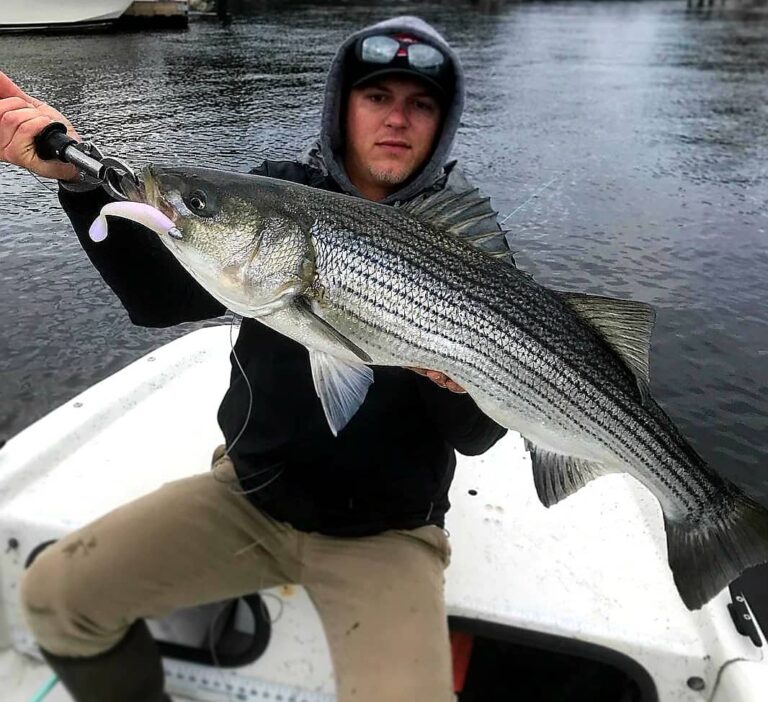 5″ Pearl Housy Minnow gets the striper!