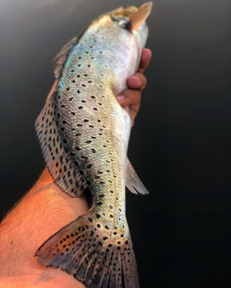 See ya later, alligator (trout)!