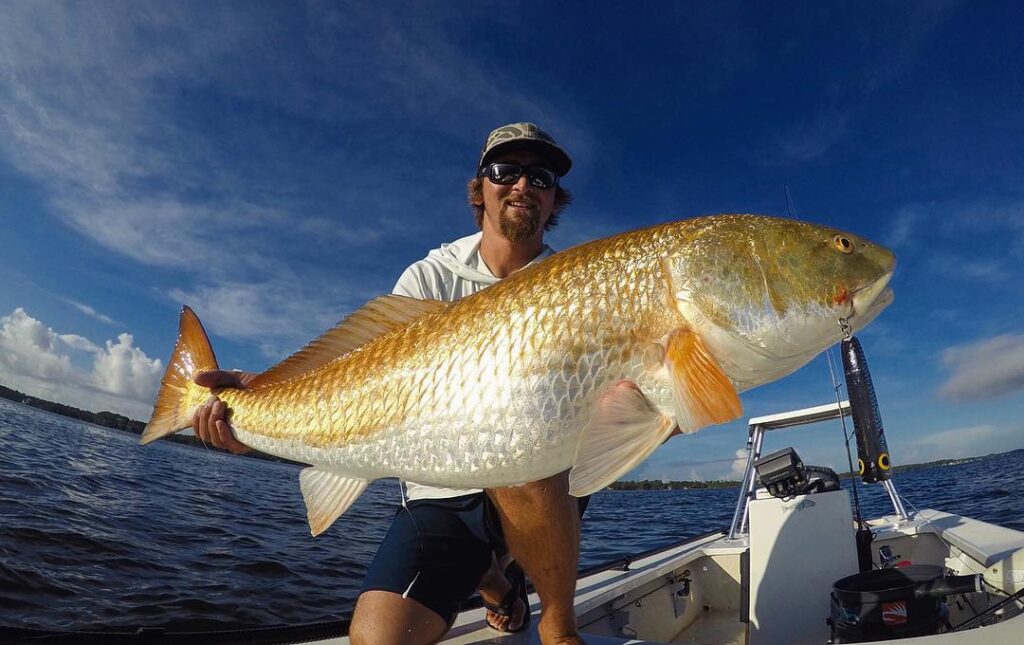 Topwater toad