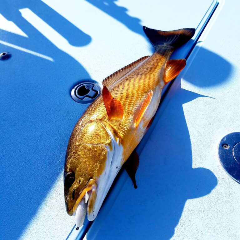 Goldfish with a mouthful of Saltwaterassassin Crystal Shad!°°°