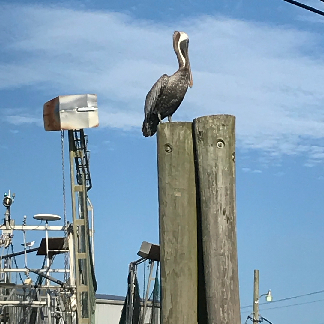 Working on the bayou and in the marshes of south Louisiana certainly has its adv