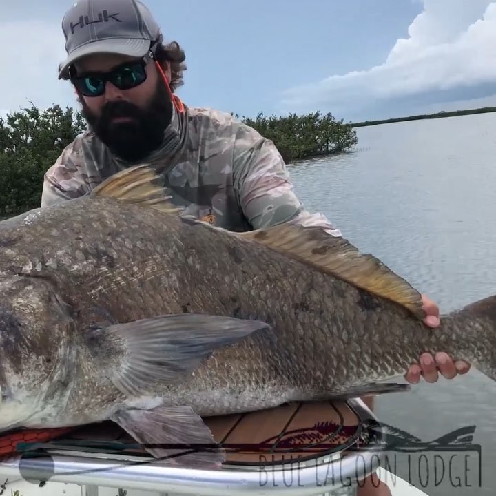 Mosquito Lagoon Big Ugly Black Drum