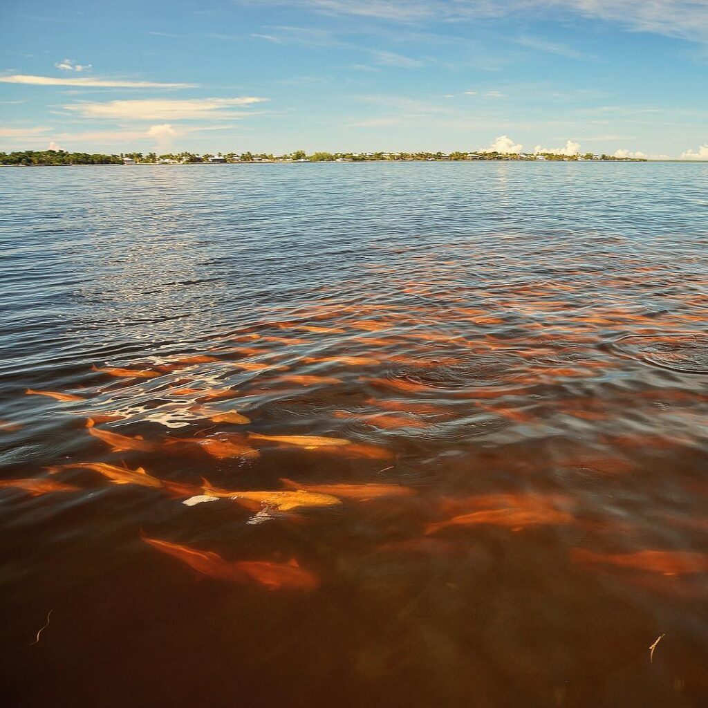 A school of at least 500 over-slot redfish swam right up to my boat this morning