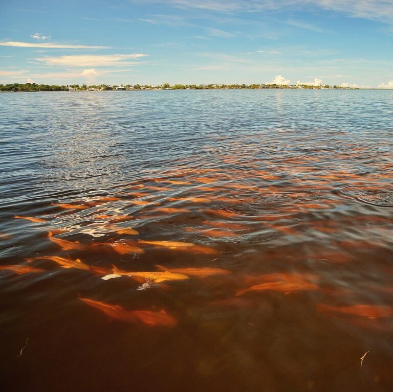 A school of at least 500 over-slot redfish swam right up to my boat this morning