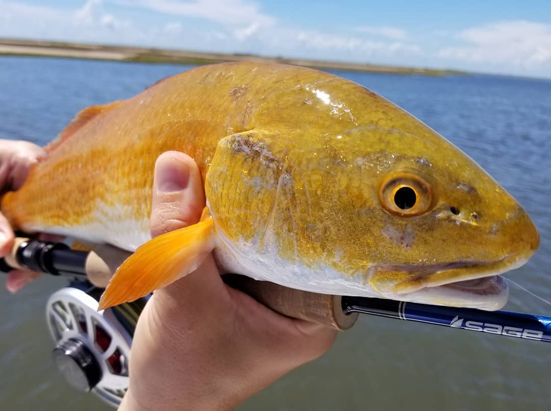 Easy to sight cast to this redfish when it's shimmering with pure gold! 
.
.
.
.