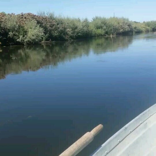 Getting comfortable runnin in the one foot shallows.