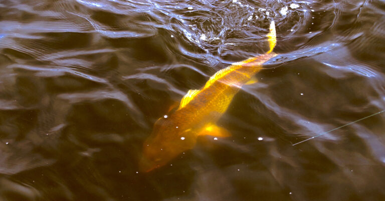 Bayou bull red from today!