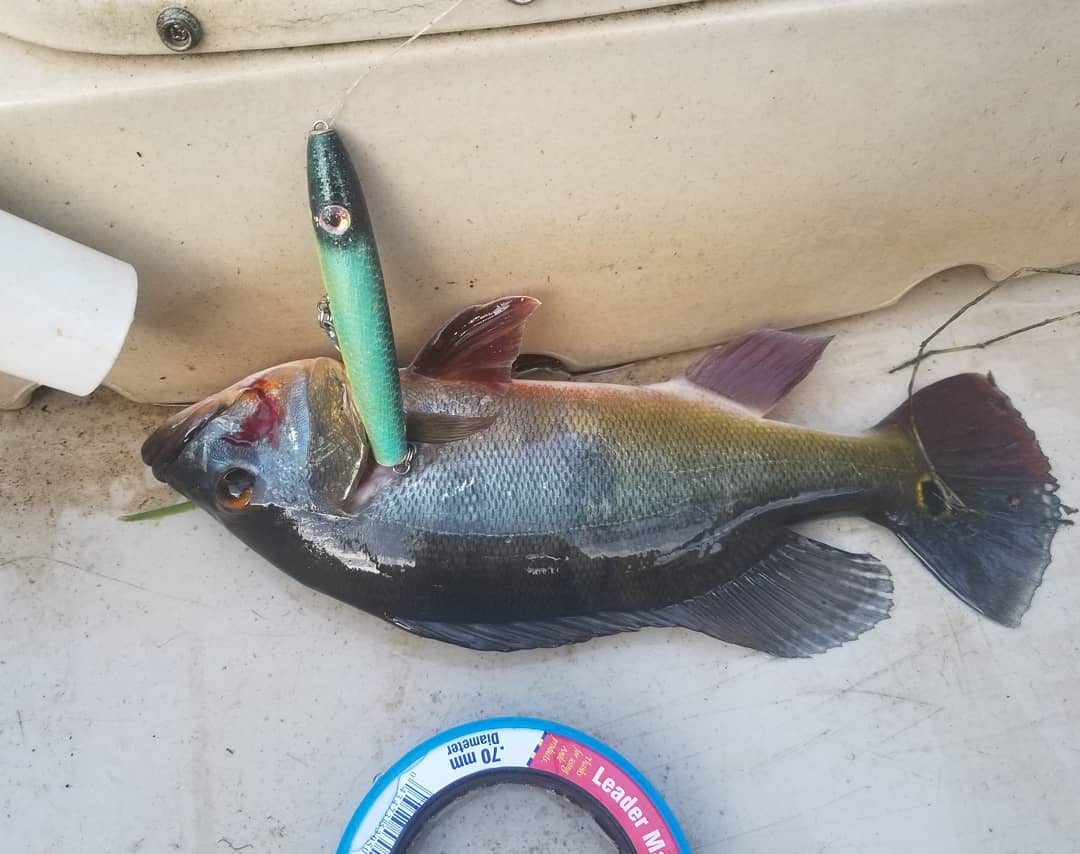 Got 6 peacocks, 1 bass, with a bunch of failed hook sets. But that's topwater fi