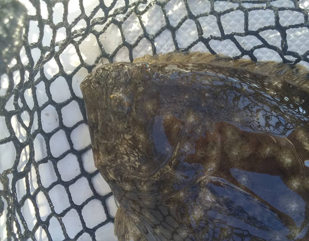 Flounder on this evening's tide