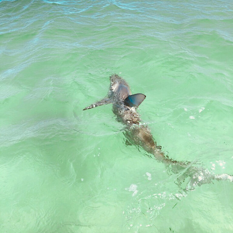 Shark  action!