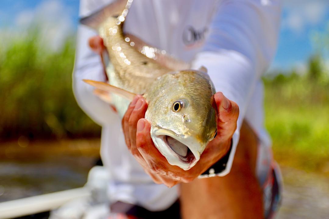 Slot redfish in the grass
.
.
P•I•G Inshore
  .