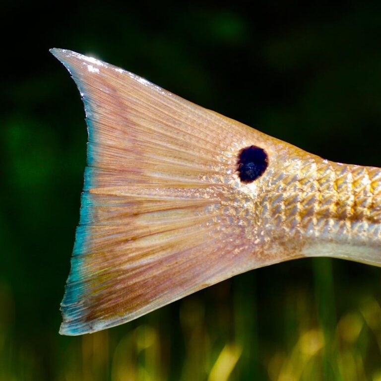 One of the most beautiful tails in the ocean! Bayou redfish for the win!!!
.
P•I