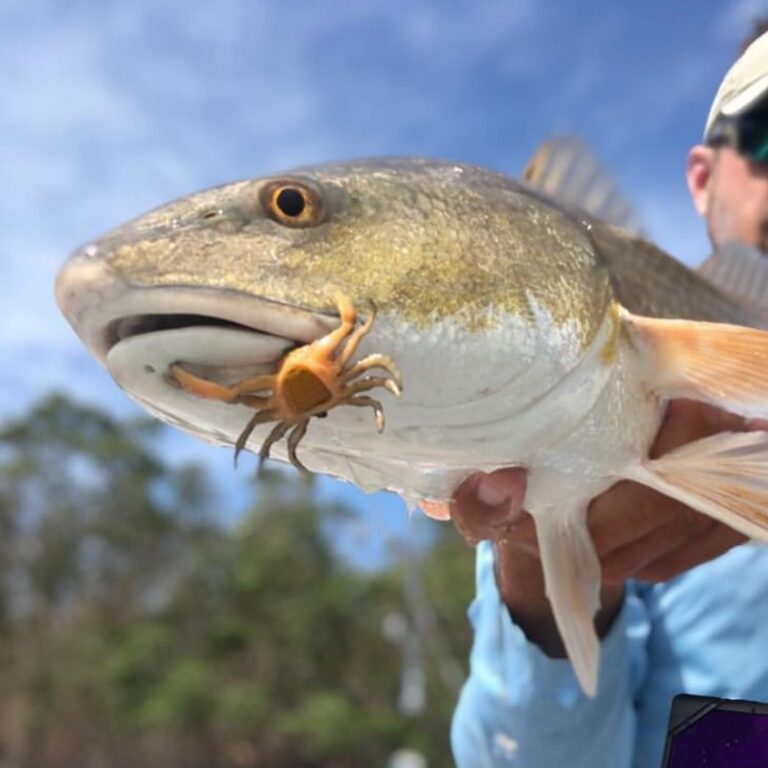 @saltybirdcharters catchin’ reds with some sweet crab bait!