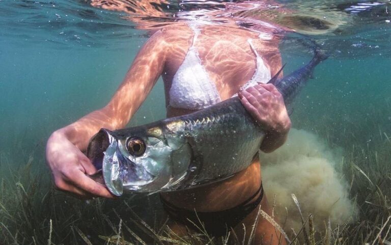 Tarpon Tuesday   Love the clear water and healthy sea grass.