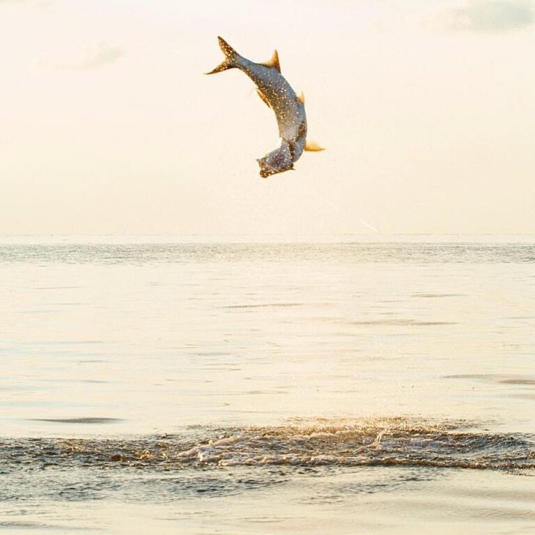 Tarpon Acrobatics