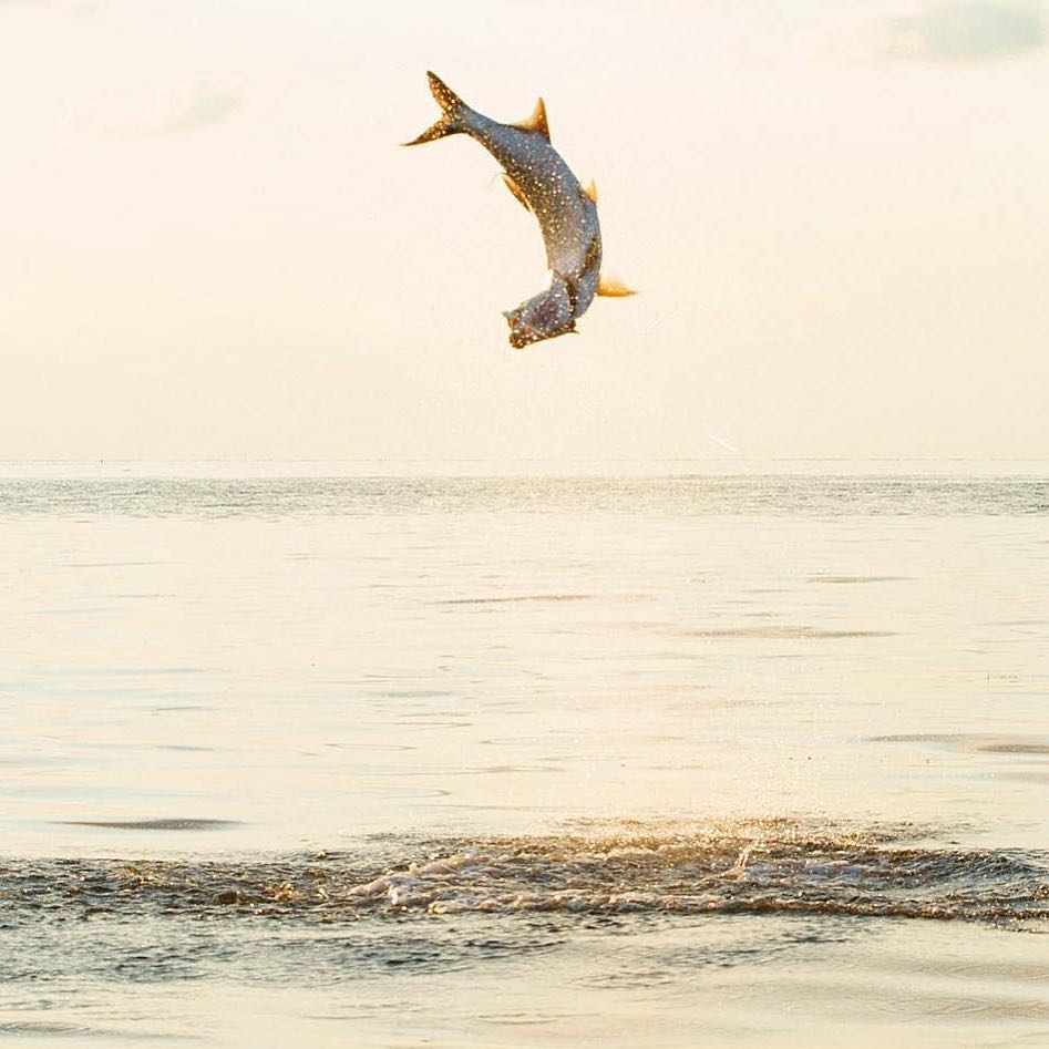 PC:  Tarpon Acrobatics