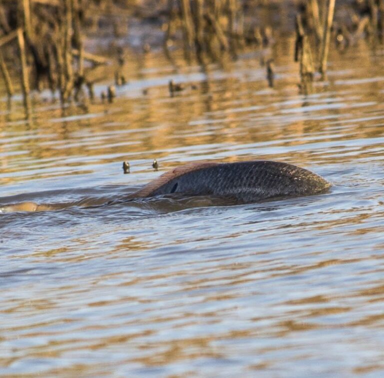 Redfish cruising the shallows chasing bait.