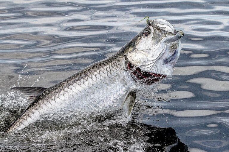 Tarpon on Fly