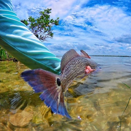 Look at that redfish tail