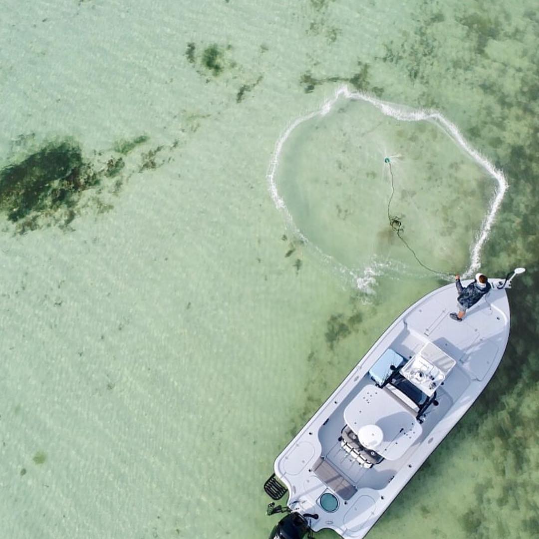 Sandy pilchards can’t hide