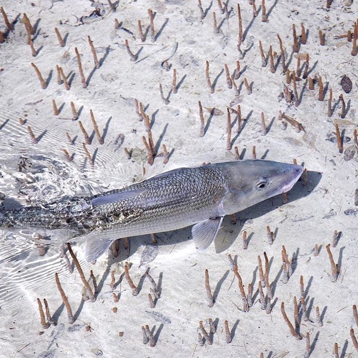 Great shot of a big bonefish 
 •
•
•