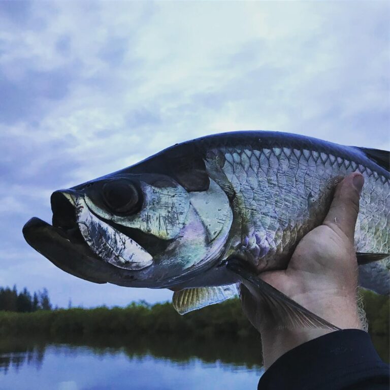 Tarpon went crazy right after sunset last night.