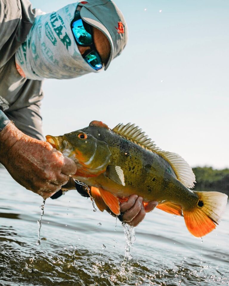 Slaying exotics on the live shad