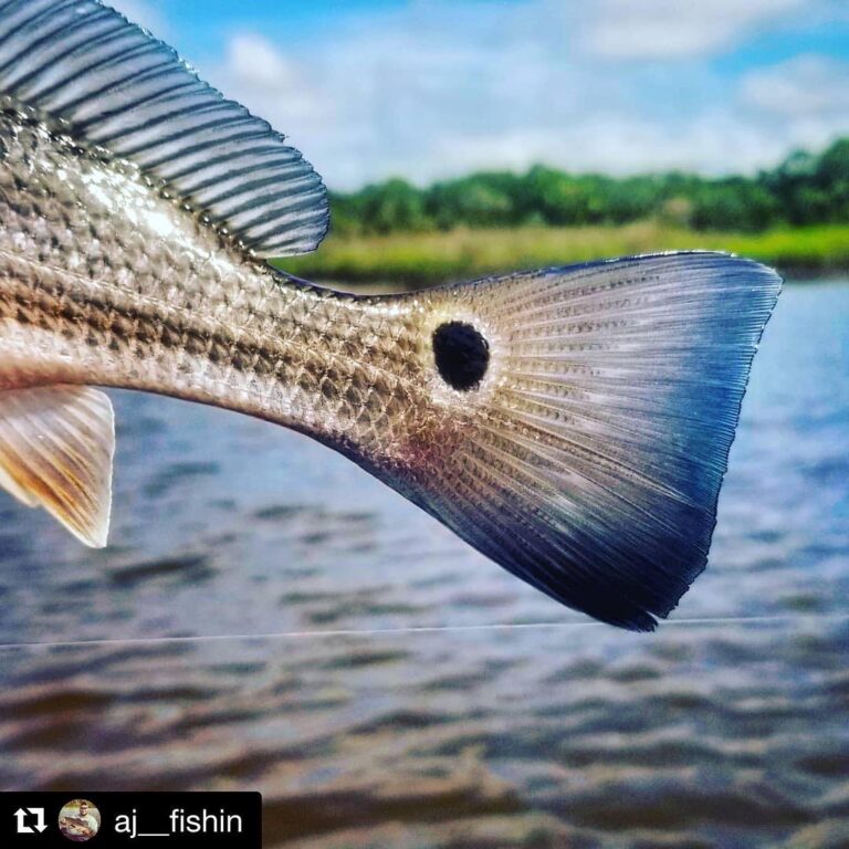 Love the blue on their tails