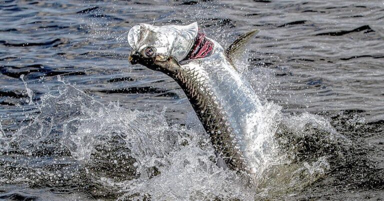 This is how you chrome out a skiff…