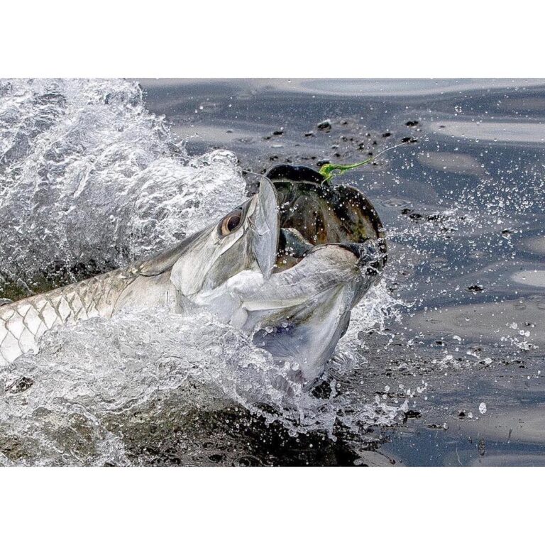 What’s your PB Tarpon this year?