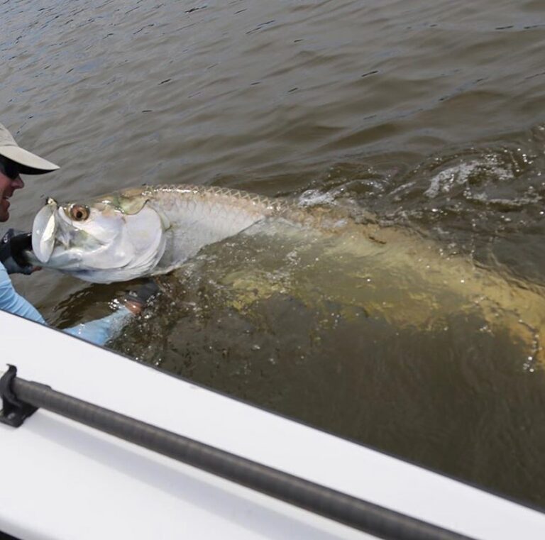 @capt_ren_stanley reeled in a good lookin’ tarpon!