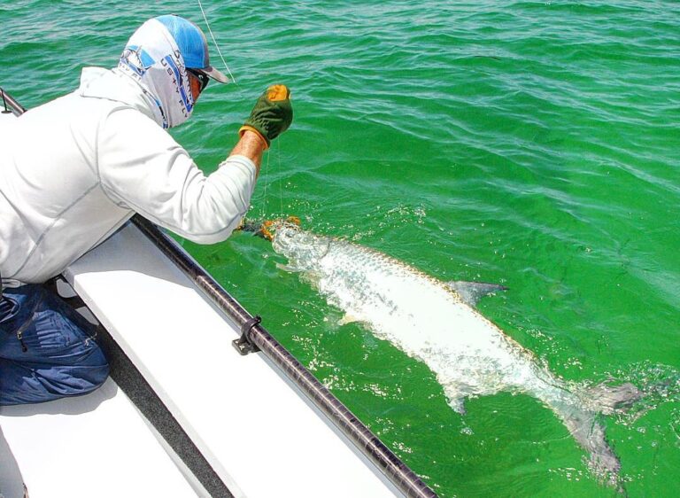 Captain  leadering a nice tarpon   in the Fl Keys!