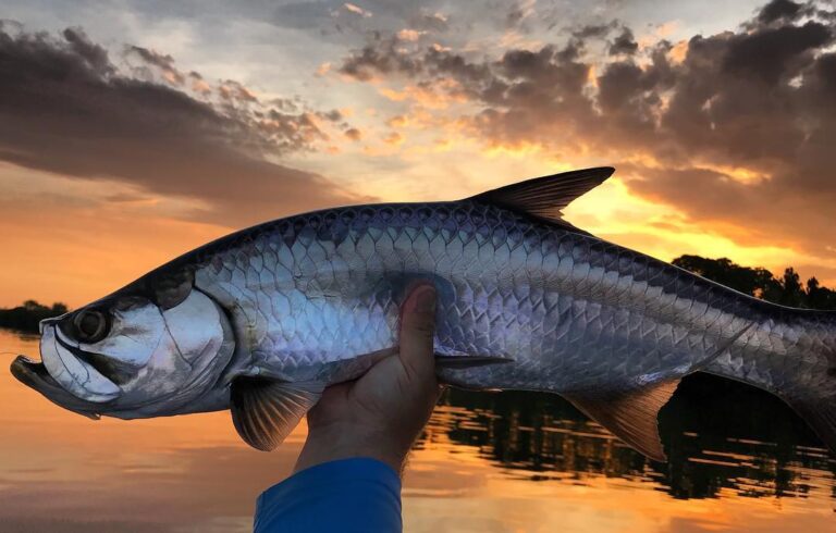 Tarpon on the brain tonight