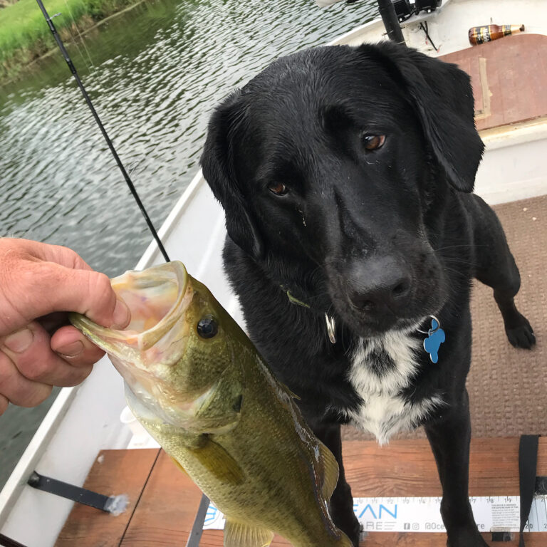 Couple nice fish but didn’t impress Goose…