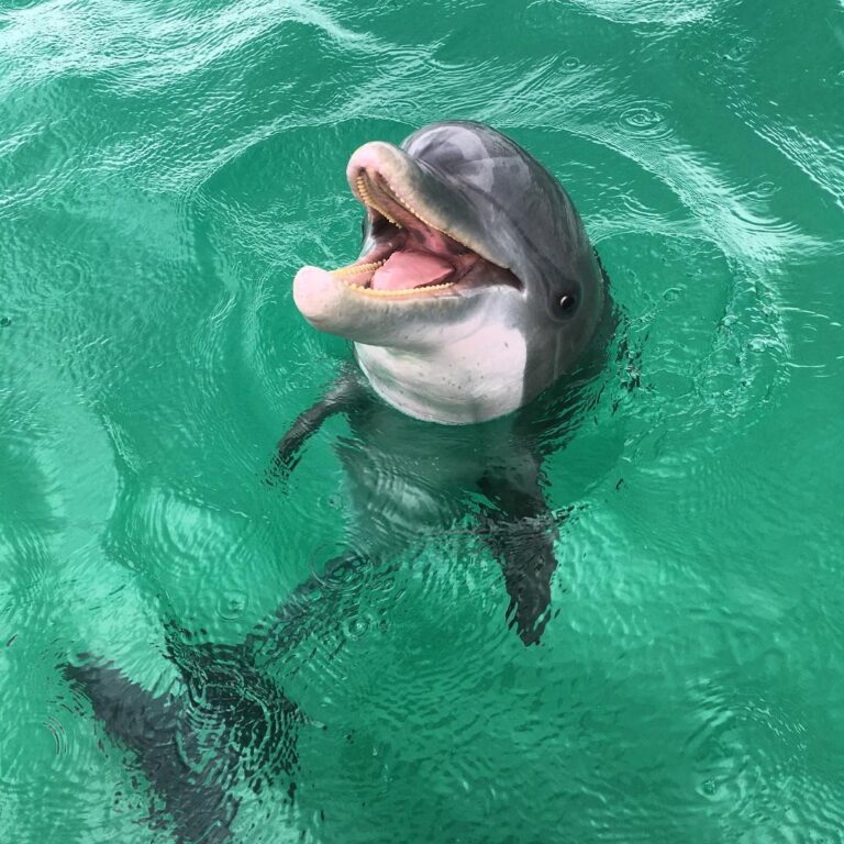 Dolphins say: Can you please catch another  for me to steal please?  LOL