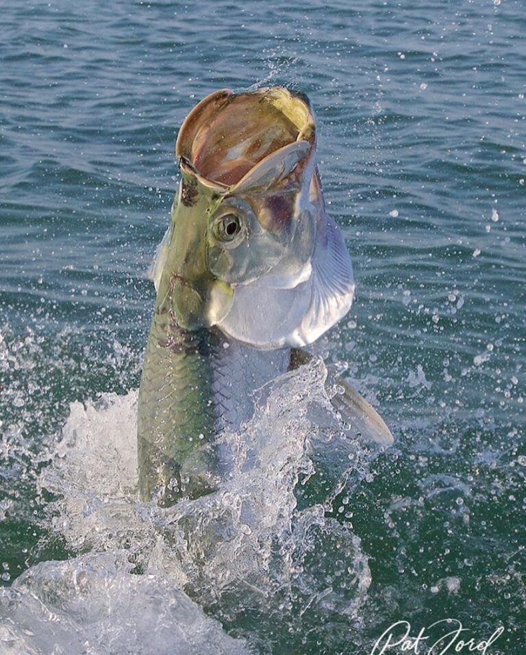 Incredible tarpon jumping shot from @patfordphotos !