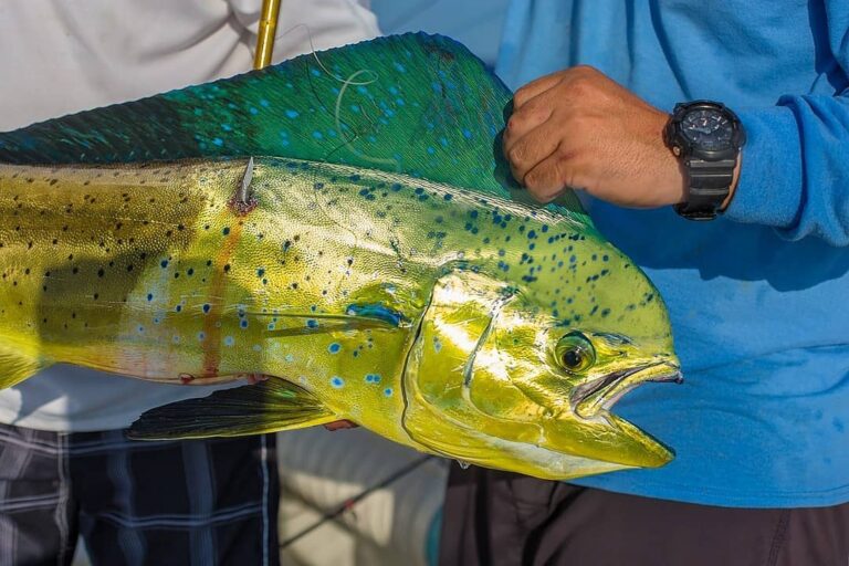 Mahi Monday