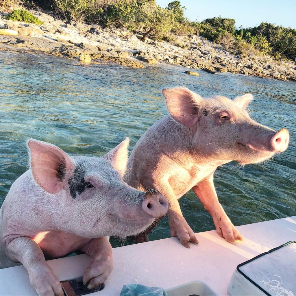 Docky’s happy smiley pigs!