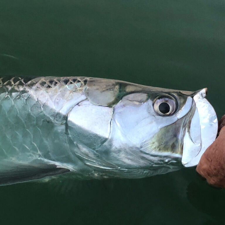 New personal best fish. 45” Tarpon caught first thing in the morning.